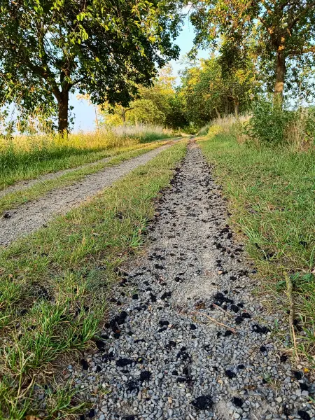 202506250-31 - Maulbeerallee in der Bornimer Feldflur, Potsdam, Brandenburg, Deutschland