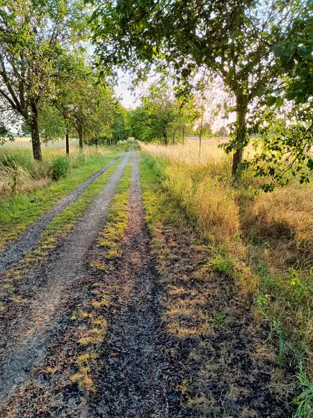 202506250-32 - Maulbeerallee in der Bornimer Feldflur, Potsdam, Brandenburg, Deutschland