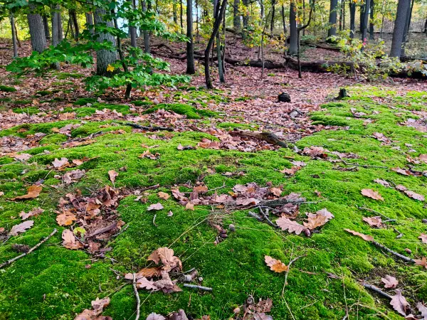 202310250-08 - Mischwald bei Kloster Lehnin, Fläming, Brandenburg, Deutschland