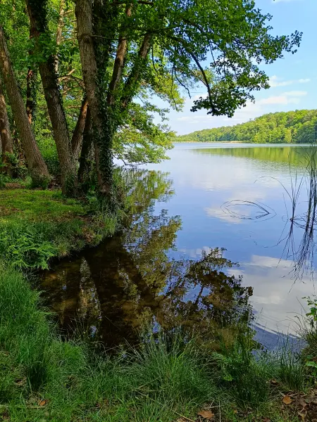 202506110-13 - Moderfitzsee bei Himmelpfort, Ruppiner Seenland, Brandenburg, Deutschland