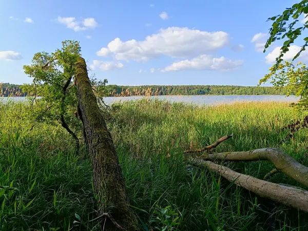 202506110-52 - Moderfitzsee bei Himmelpfort, Ruppiner Seenland, Brandenburg, Deutschland