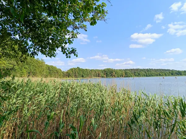 202506110-15 - Moderfitzsee bei Pian, Ruppiner Seenland, Brandenburg, Deutschland