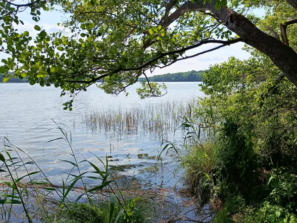 202506110-16 - Moderfitzsee bei Pian, Ruppiner Seenland, Brandenburg, Deutschland