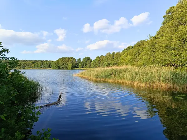 202506110-51 - Moderfitzsee bei Pian, Ruppiner Seenland, Brandenburg, Deutschland