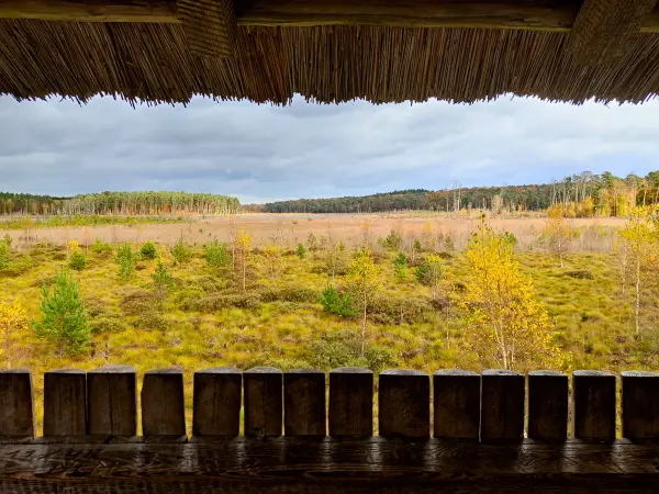202311060-26 - Moor am Großen Serrahnsee im Müritz-Nationalpark bei Carpin, Mecklenburgische Seenplatte, Mecklenburg-Vorpommern, Deutschland