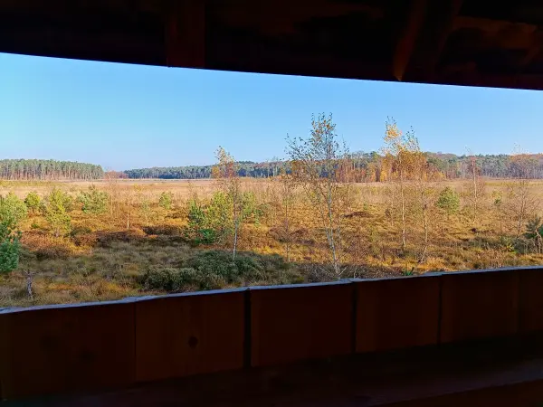 202511070-08 - Moor am Großen Serrahnsee im Müritz-Nationalpark bei Serrahn, Mecklenburgische Seenplatte, Mecklenburg-Vorpommern, Deutschland