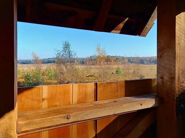 202511070-09 - Moor am Großen Serrahnsee im Müritz-Nationalpark bei Serrahn, Mecklenburgische Seenplatte, Mecklenburg-Vorpommern, Deutschland