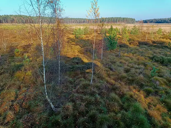 202511070-10 - Moor am Großen Serrahnsee im Müritz-Nationalpark bei Serrahn, Mecklenburgische Seenplatte, Mecklenburg-Vorpommern, Deutschland