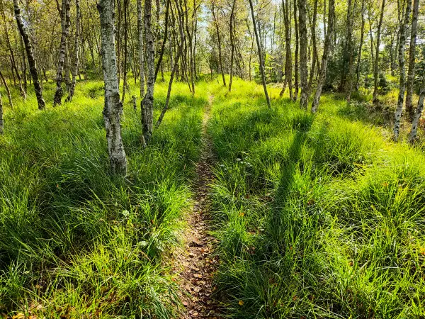 202309240-27 - Moor in der Oberalsterniederung bei Rhen, Schleswig-Holstein, Deutschland