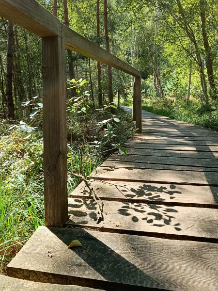 202508200-08 - Moorsteg an den Wienpietschseen im Müritz-Nationalpark, Mecklenburgische Seenplatte, Mecklenburg-Vorpommern, Deutschland