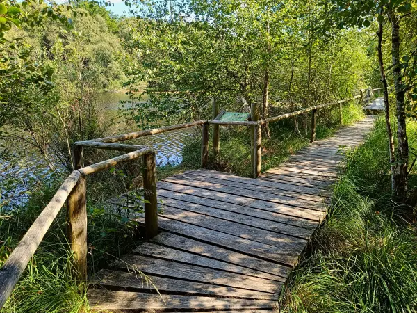 202508200-11 - Moorsteg an den Wienpietschseen im Müritz-Nationalpark, Mecklenburgische Seenplatte, Mecklenburg-Vorpommern, Deutschland