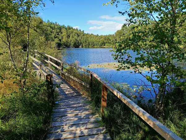 202508200-12 - Moorsteg an den Wienpietschseen im Müritz-Nationalpark, Mecklenburgische Seenplatte, Mecklenburg-Vorpommern, Deutschland