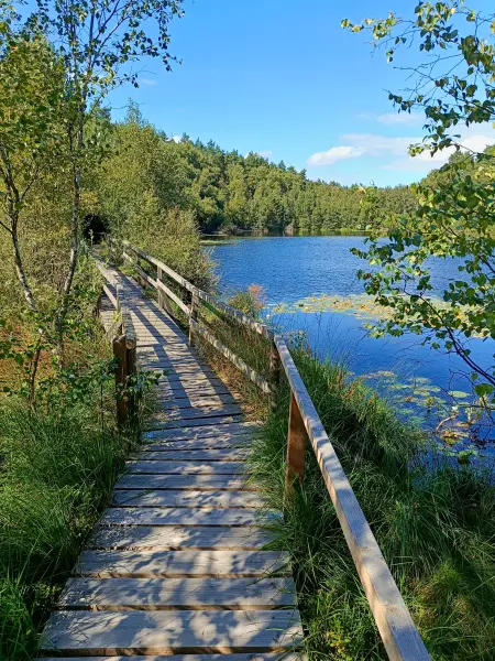 202508200-13 - Moorsteg an den Wienpietschseen im Müritz-Nationalpark, Mecklenburgische Seenplatte, Mecklenburg-Vorpommern, Deutschland