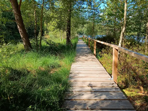 202508200-14 - Moorsteg an den Wienpietschseen im Müritz-Nationalpark, Mecklenburgische Seenplatte, Mecklenburg-Vorpommern, Deutschland