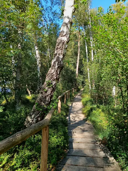 202508200-15 - Moorsteg an den Wienpietschseen im Müritz-Nationalpark, Mecklenburgische Seenplatte, Mecklenburg-Vorpommern, Deutschland