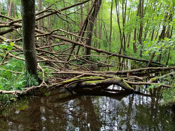 202508020-16 - Mühlenließ am Großen Klobichsee bei Münchehofe, Märkische Schweiz, Seenland Oder-Spree, Brandenburg, Deutschland