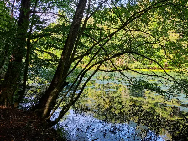 202309230-02 - Mühlenteich bei Aumühle, Herzogtum Lauenburg und Stormarn, Schleswig-Holstein, Deutschland