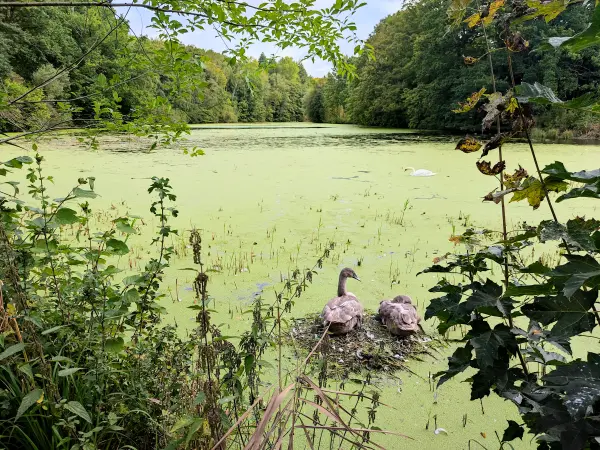 202309230-09 - Mühlenteich bei Aumühle, Herzogtum Lauenburg und Stormarn, Schleswig-Holstein, Deutschland