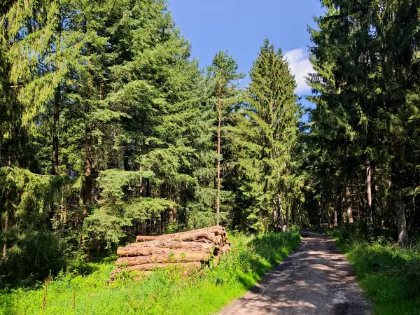 202308240-21 - Nadelwald am Büsenbachtal, Lüneburger Heide, Niedersachsen, Deutschland