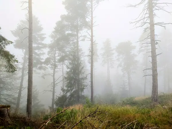 202308170-28 - Nebeliger Fichtenwald bei Goslar, Harz, Niedersachsen, Deutschland