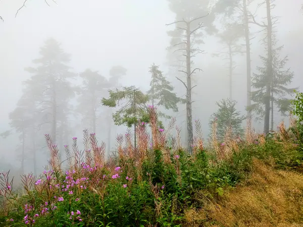 202308170-29 - Nebeliger Fichtenwald bei Goslar, Harz, Niedersachsen, Deutschland