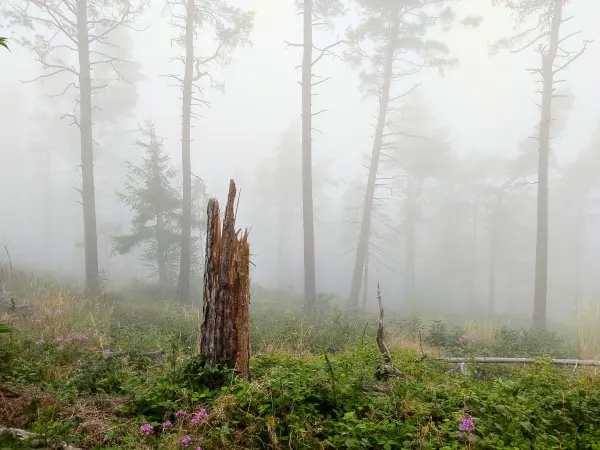 202308170-30 - Nebeliger Fichtenwald bei Goslar, Harz, Niedersachsen, Deutschland