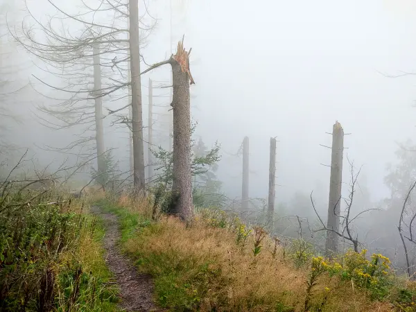 202308170-31 - Nebeliger Fichtenwald bei Goslar, Harz, Niedersachsen, Deutschland