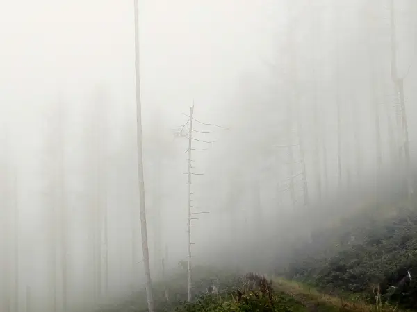 202308170-32 - Nebeliger Fichtenwald bei Goslar, Harz, Niedersachsen, Deutschland