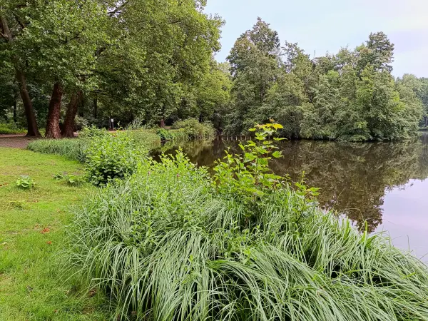 202507230-08 - Neuer See im Tiergarten, Berlin, Deutschland