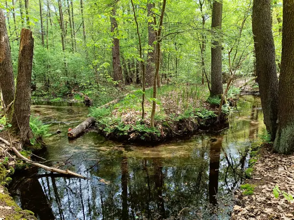 202505080-12 - Nieplitz bei Treuenbrietzen, Fläming, Brandenburg, Deutschland