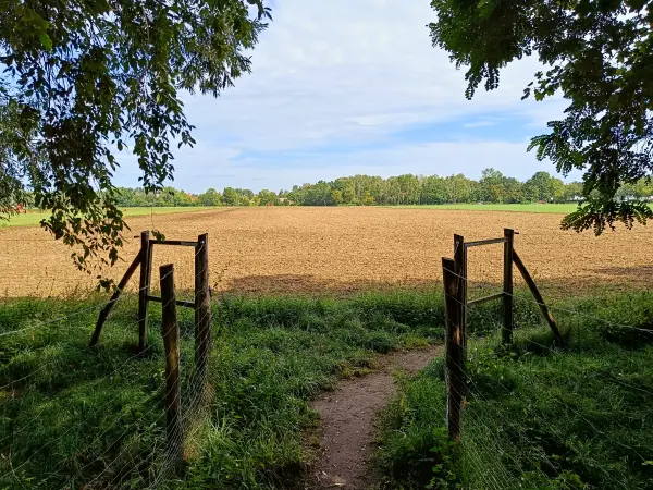 202508300-08 - Nordfeld in Heiligensee, Berlin, Deutschland