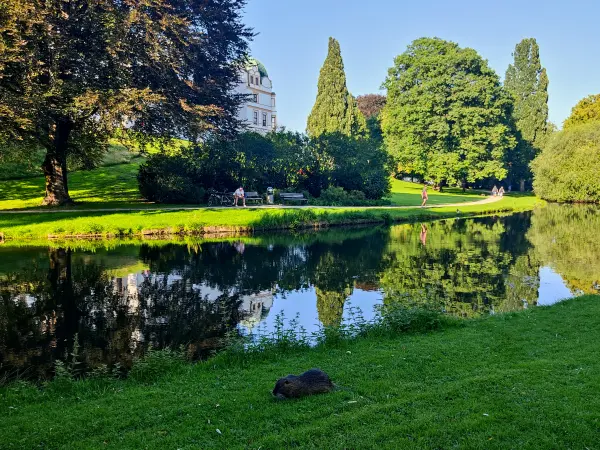 202308181-34 - Nutria im Schlosspark Celle, Lüneburger Heide, Niedersachsen, Deutschland