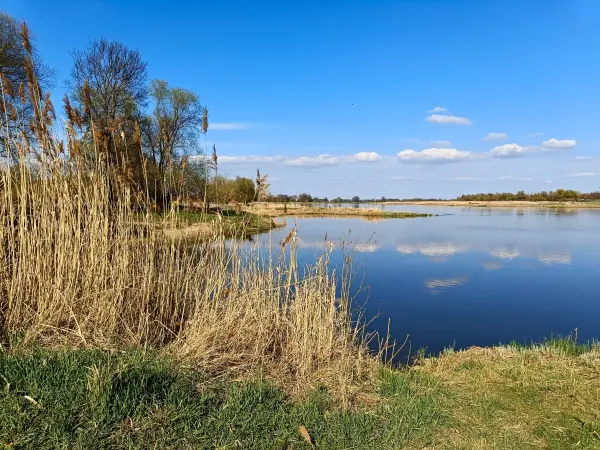 202604150-31 - Oder bei Lebus, Seenland Oder-Spree, Brandenburg, Deutschland