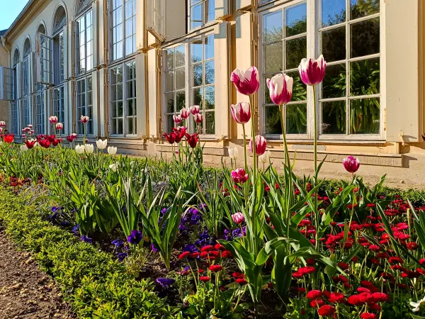 202504300-03 - Orangerie im Neuen Garten, Potsdam, Brandenburg, Deutschland