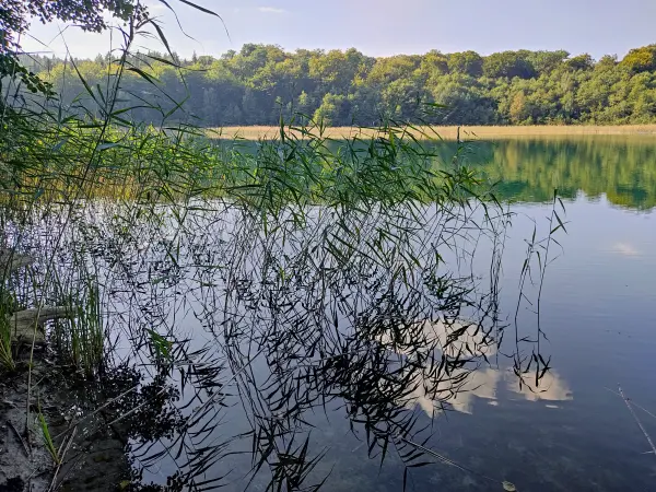 202309110-20 - Peetschsee bei Neuglobsow, Ruppiner Seenland, Brandenburg, Deutschland