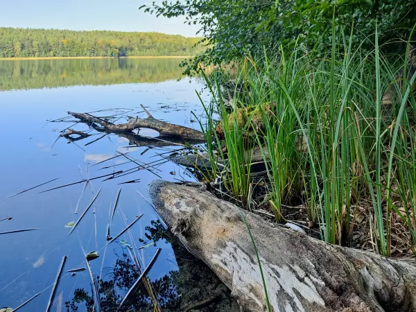 202309110-21 - Peetschsee bei Neuglobsow, Ruppiner Seenland, Brandenburg, Deutschland