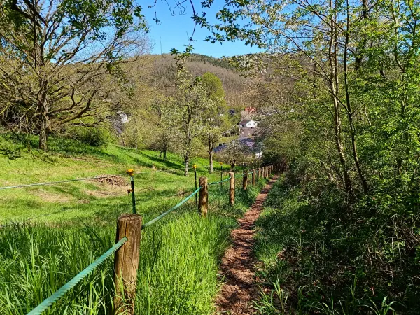 202604220-26 - Pfad bei Eiserfey, Eifel, Nordrhein-Westfalen, Deutschland