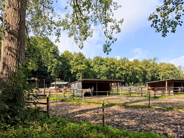 202309230-23 - Pferdehof bei Wohltorf, Herzogtum Lauenburg und Stormarn, Schleswig-Holstein, Deutschland