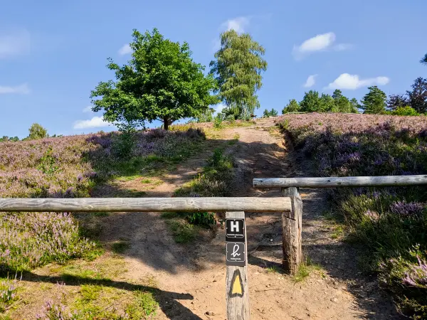 202308240-16 - Pferdekopf im Büsenbachtal, Lüneburger Heide, Niedersachsen, Deutschland