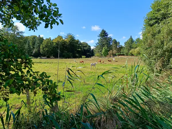 202509120-21 - Pferdekoppel bei Biestorf, Mecklenburgische Seenplatte, Mecklenburg-Vorpommern, Deutschland