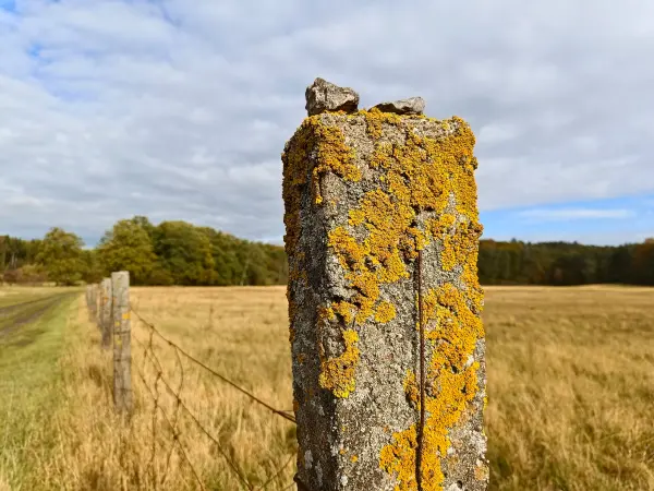 202510210-29 - Pfosten mit Flechten im Lindetal bei Burg Stargard, Mecklenburgische Seenplatte, Mecklenburg-Vorpommern, Deutschland