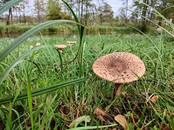 202311040-39 - Pilz am Südumfluter bei Raddusch, Spreewald, Brandenburg, Deutschland