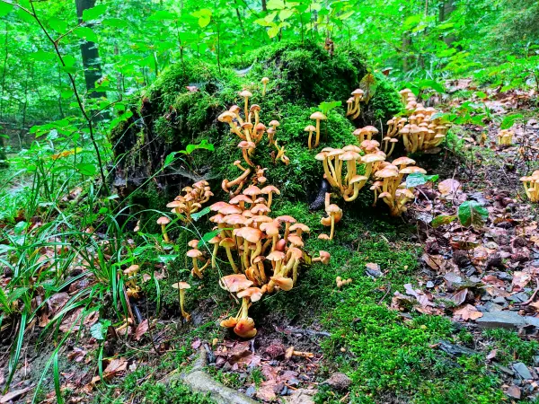 202308180-28 - Pilze im Deister, Weserbergland, Niedersachsen, Deutschland