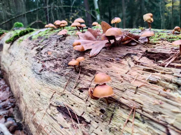 202311180-14 - Pilze im Spandauer Forst, Berlin, Deutschland