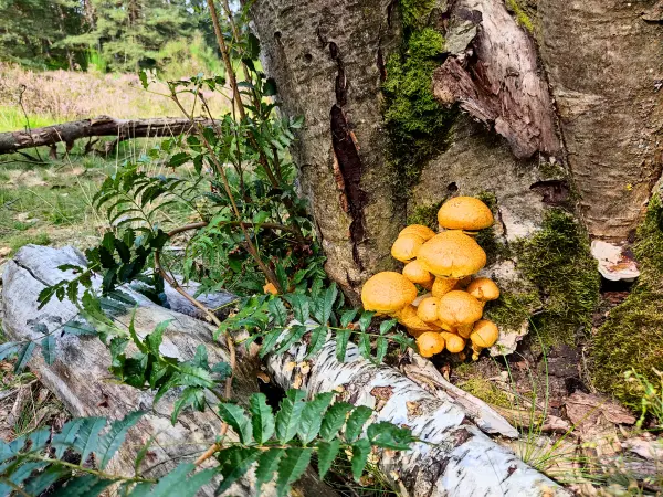 202308190-14 - Pilze in der Fischbeker Heide, Hamburg, Deutschland