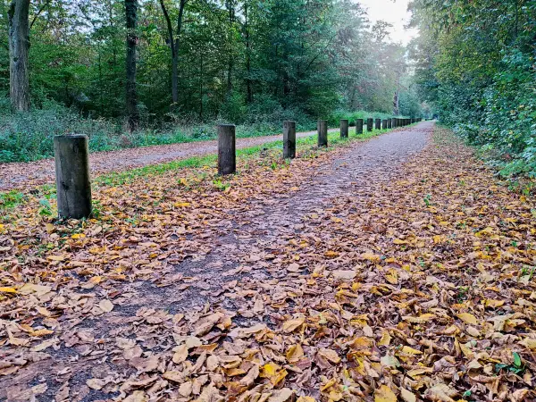 202310110-41 - Plankenlinie bei Waldersee, Anhalt-Dessau-Wittenberg, Sachen-Anhalt, Deutschland