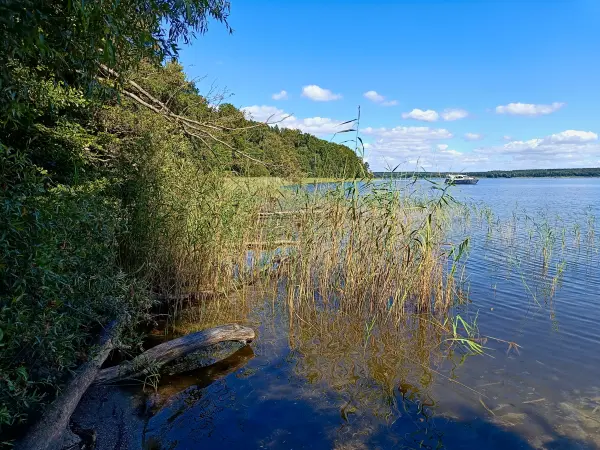 202508260-22 - Plauer See an der Insel Werder bei Alt Schwerin, Mecklenburgische Seenplatte, Mecklenburg-Vorpommern, Deutschland