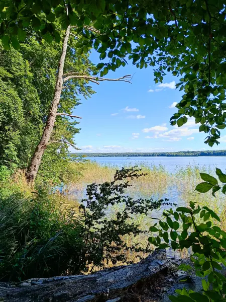 202508260-23 - Plauer See an der Insel Werder bei Alt Schwerin, Mecklenburgische Seenplatte, Mecklenburg-Vorpommern, Deutschland