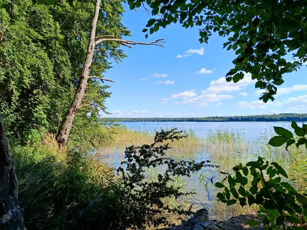 202508260-24 - Plauer See an der Insel Werder bei Alt Schwerin, Mecklenburgische Seenplatte, Mecklenburg-Vorpommern, Deutschland