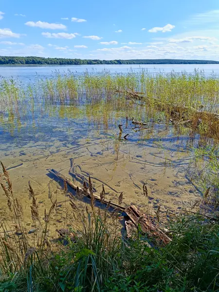 202508260-25 - Plauer See an der Insel Werder bei Alt Schwerin, Mecklenburgische Seenplatte, Mecklenburg-Vorpommern, Deutschland